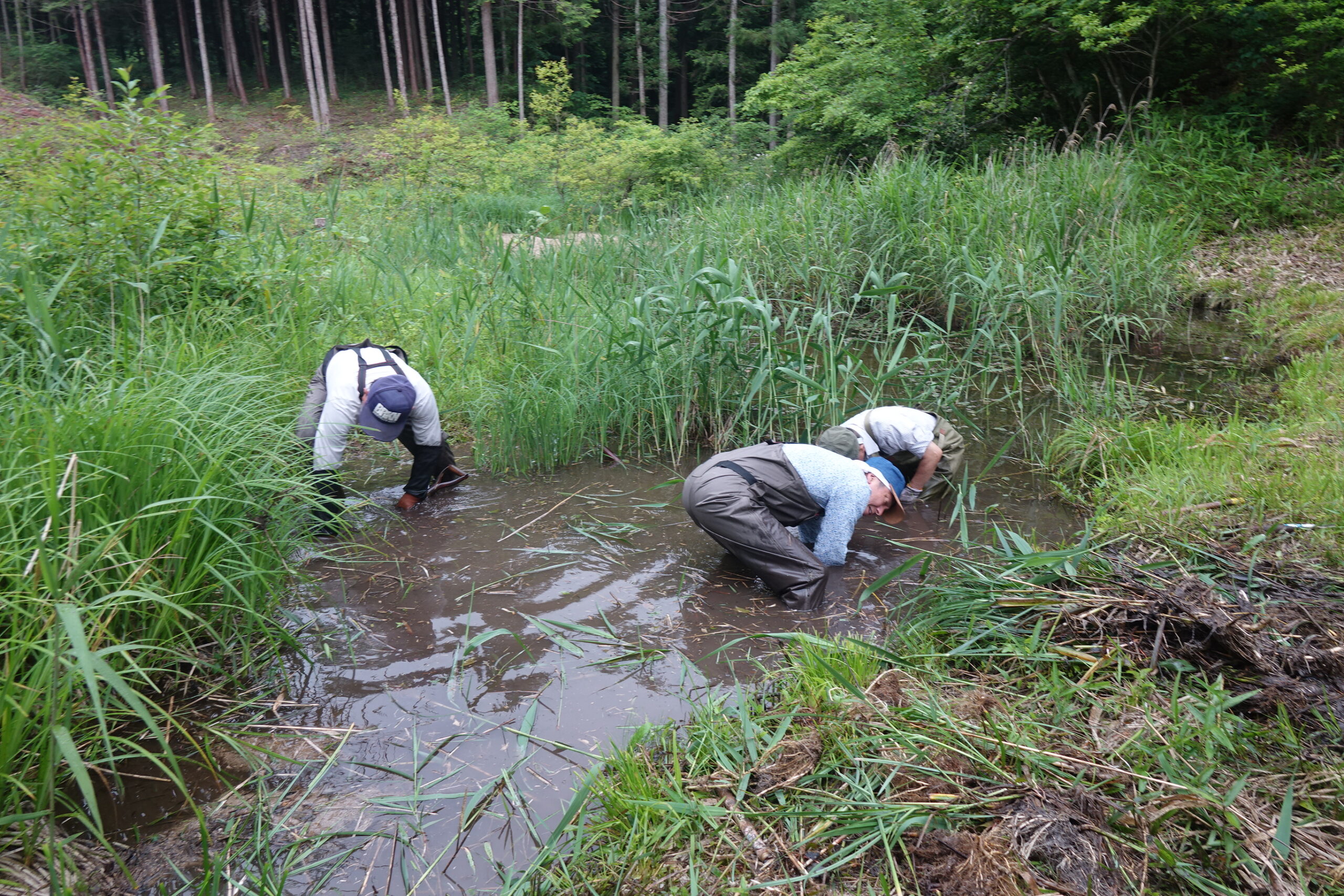淀原湿地の写真